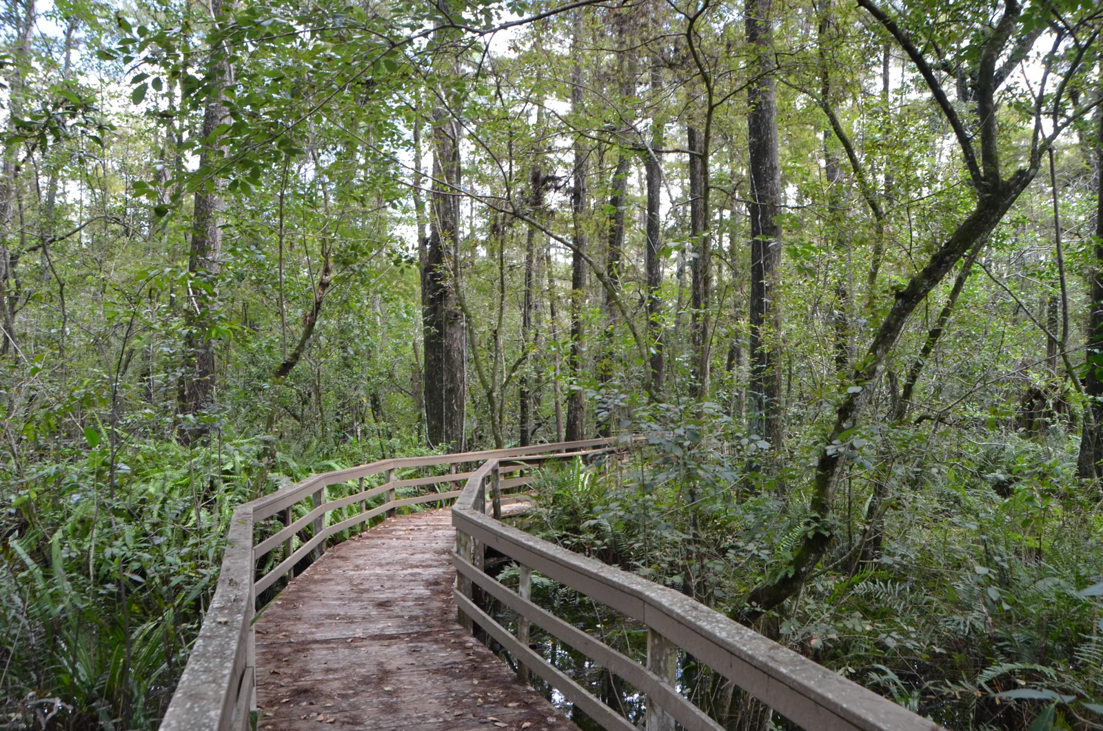 Wooden boardwalk in Corkscrew Swamp Sanctuary, photographed in 2022